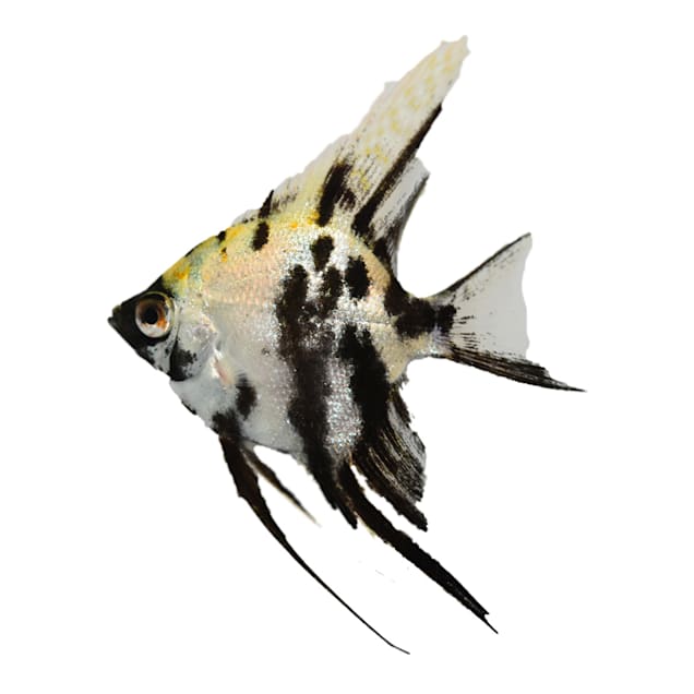 Angel fish petco store