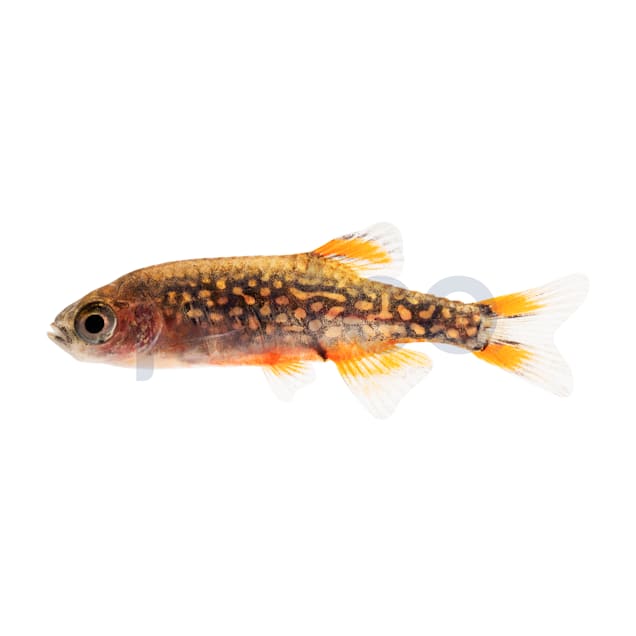 Galaxy Rasbora For Sale Petco