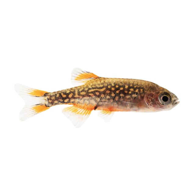Mosquito fish for sale petco top