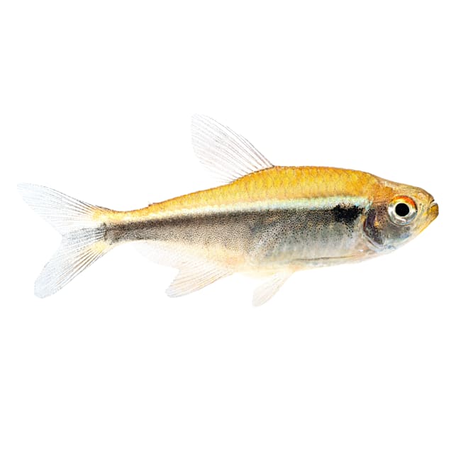 Neon fish petco deals