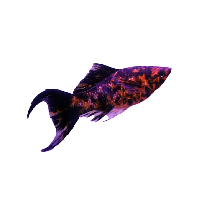 Petco fish sale outlet