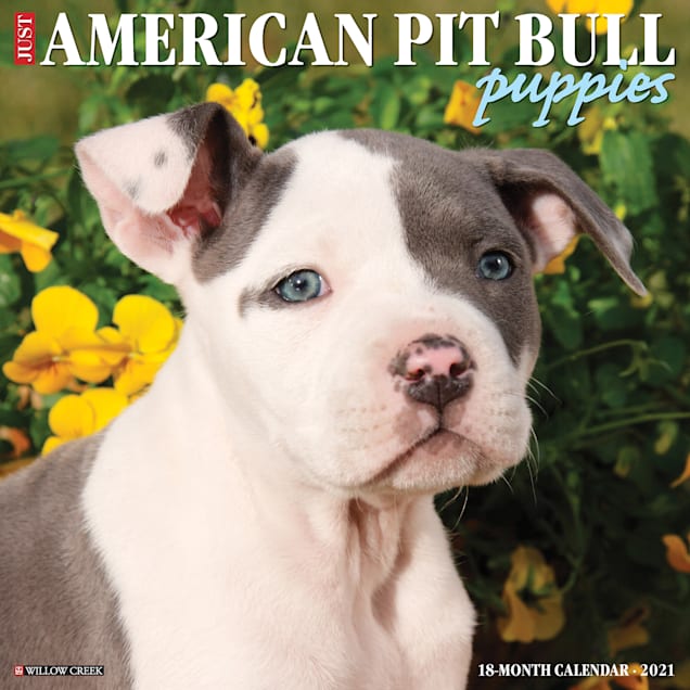 willow creek press american pit bull terrier puppies 2021 calendar large