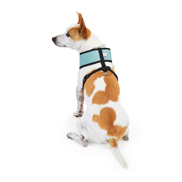 Skechers bobs for sales dogs harness