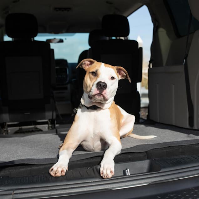 Bergan Auto Cargo Dog Floor Cover for SUVs Hatchbacks