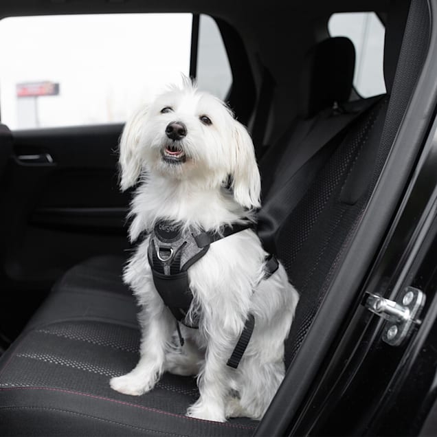Dog seat online belt harness petco