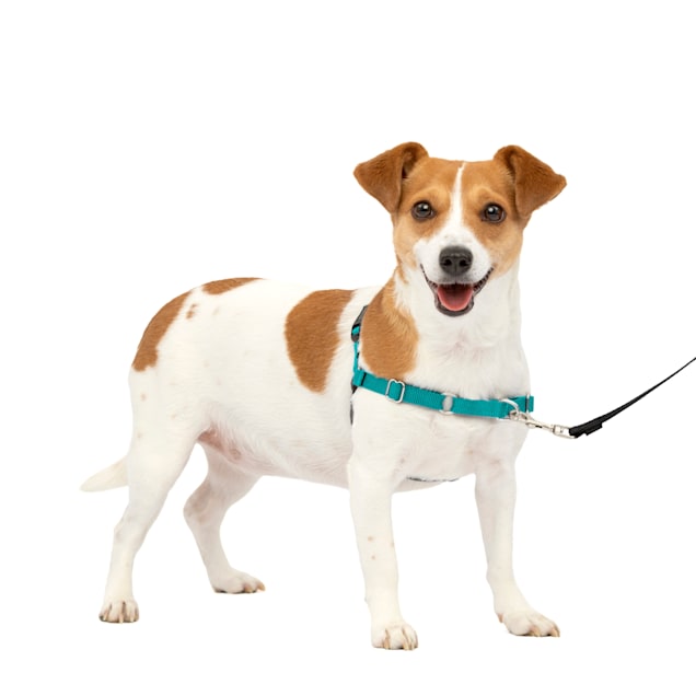 PetSafe Easy Walk No Pull Dog Harness, Small Petco