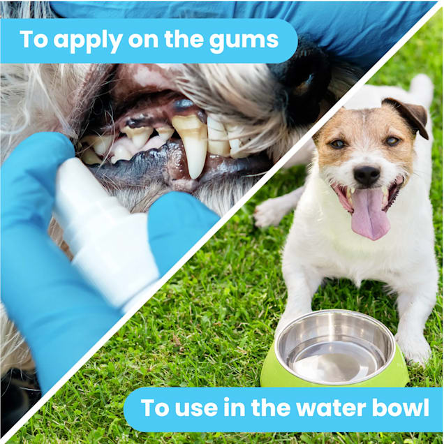 Stinky dog breath home geliefert remedy