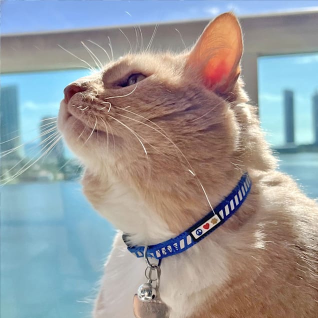 Cat buckle shop
