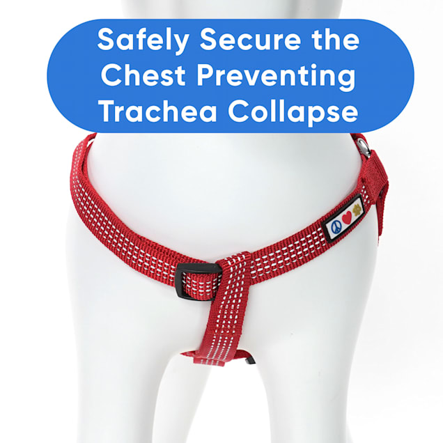 Dog harness for collapsed sale trachea