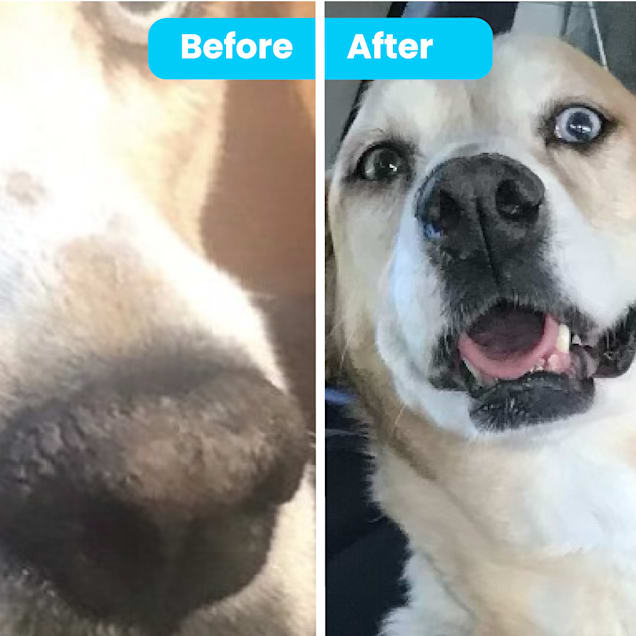 Nose butter petco cheap