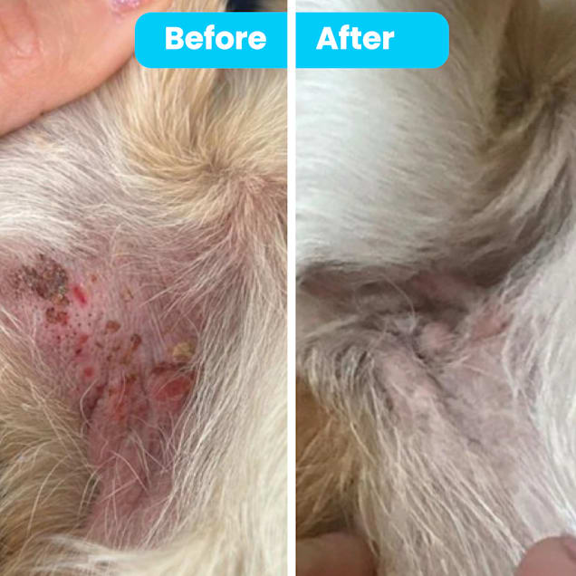 Natural skin remedies for dogs cheap