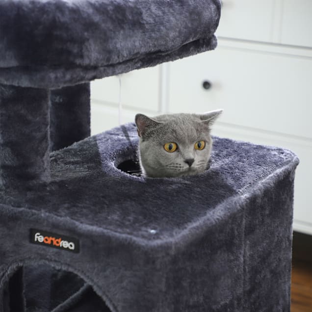 petco