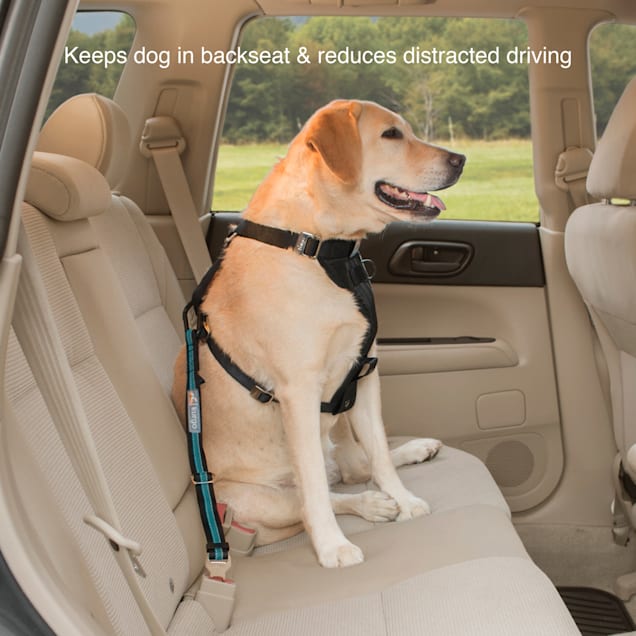 Kurgo Blue Direct to Seatbelt Tether for Dogs Petco