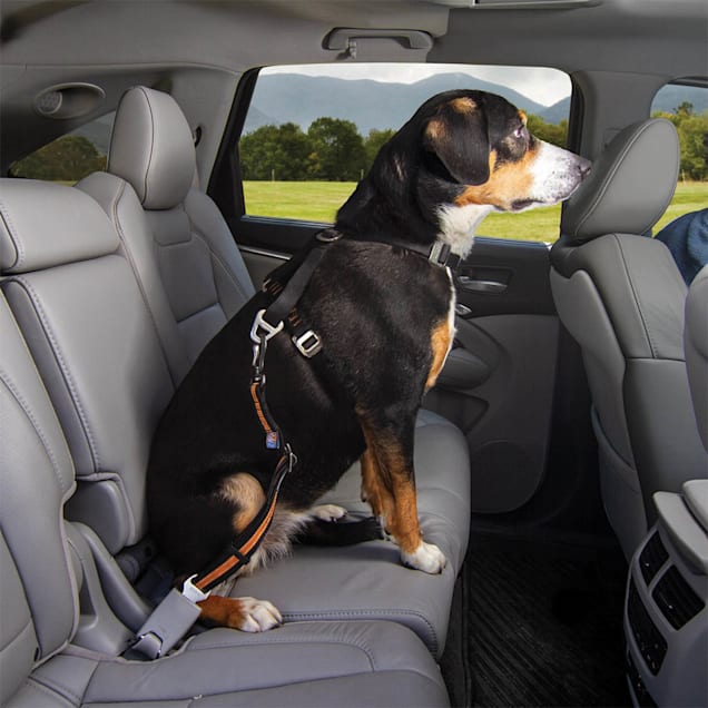 Dog seat belt tether petco clearance