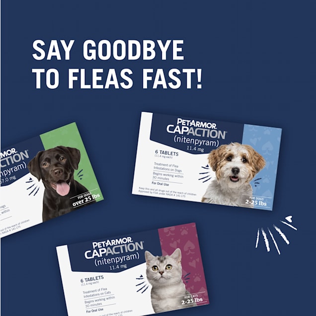 Chewable flea protection for clearance dogs