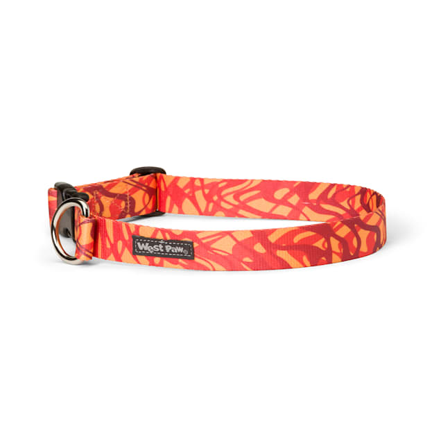Zebra dog collar store