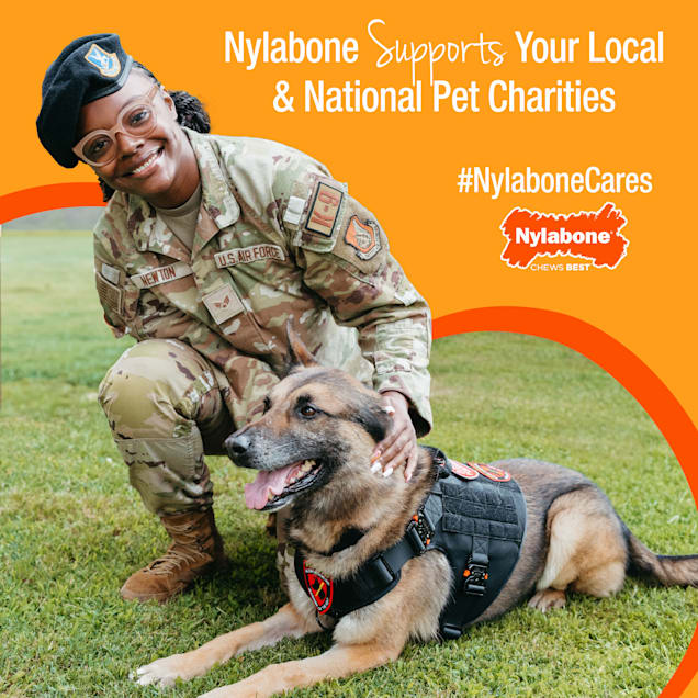 Nylabone puppy safe shop