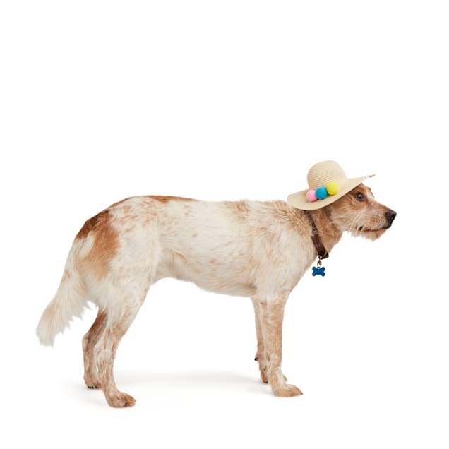 Dog hats near me clearance