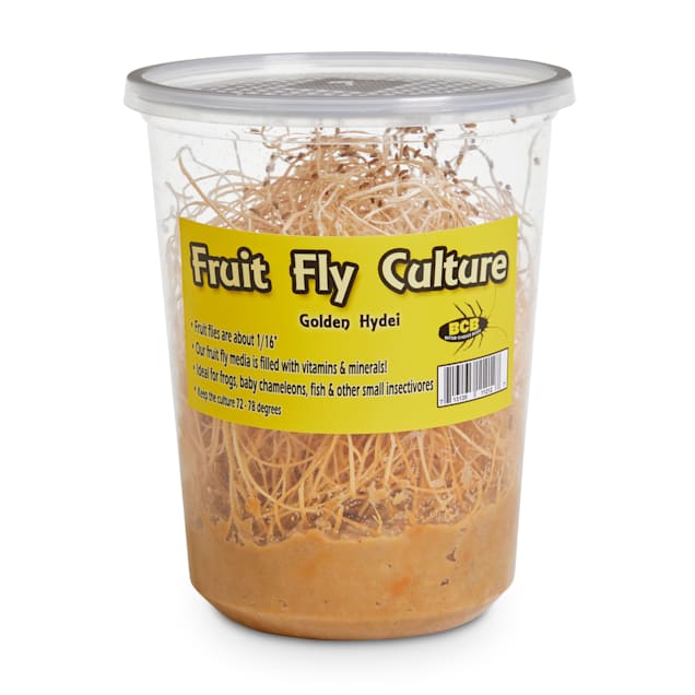Golden Hydei Fruit Fly Culture (Drosophila hydei) Pack of 4 Petco