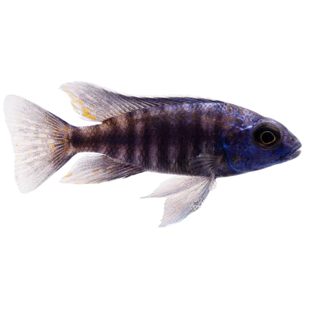 Blue Peacock Cichlid For Sale Petco