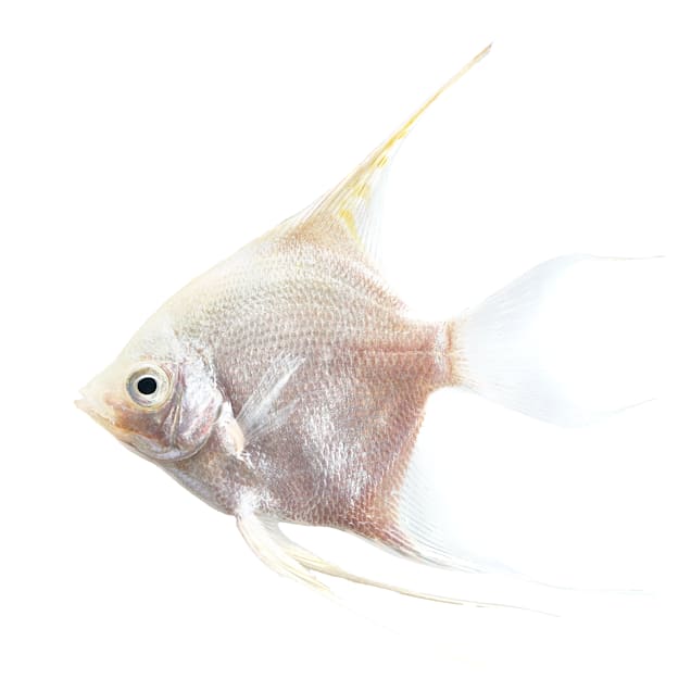 Platinum angelfish for sale new arrivals