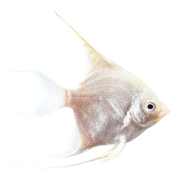 Platinum angelfish care sale