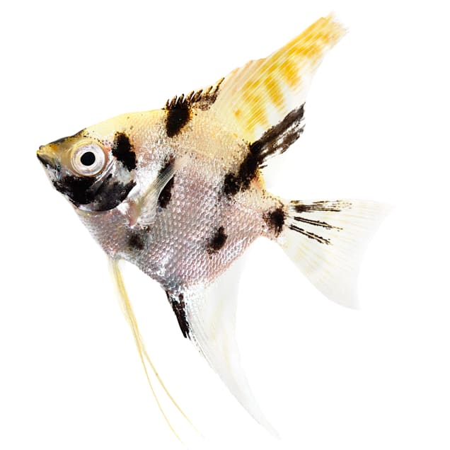 Petco angelfish sale