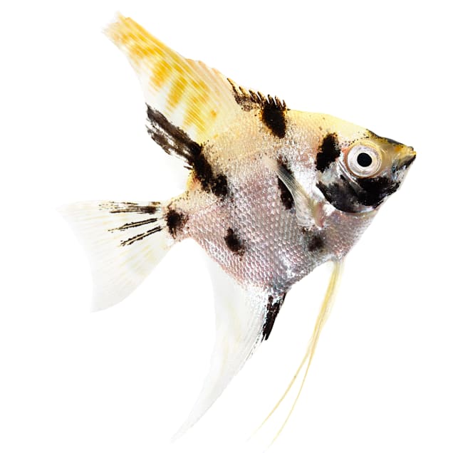 Petco fish sale outlet