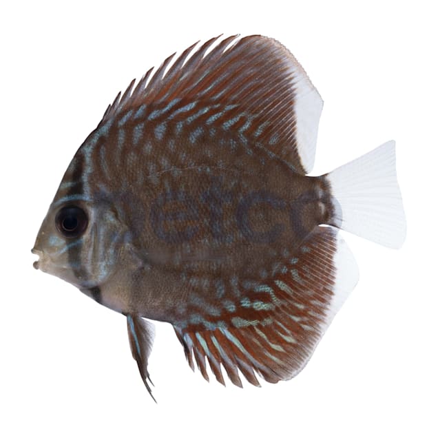 Blue Snakeskin Discus For Sale Petco