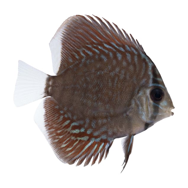 Discus fish petco store