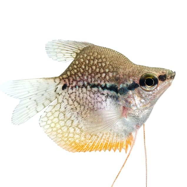 Pearl Balloon Gourami (Trichogaster sp.) - Carousel image #1