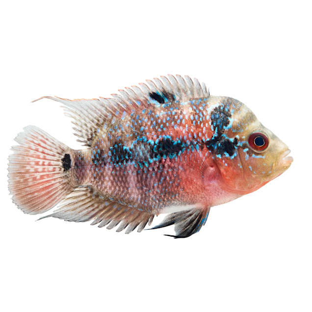 Flowerhorn Cichlid For Sale