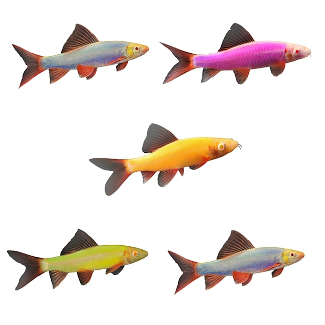 Assorted GloFish Shark 5-Pack - Carousel image #1