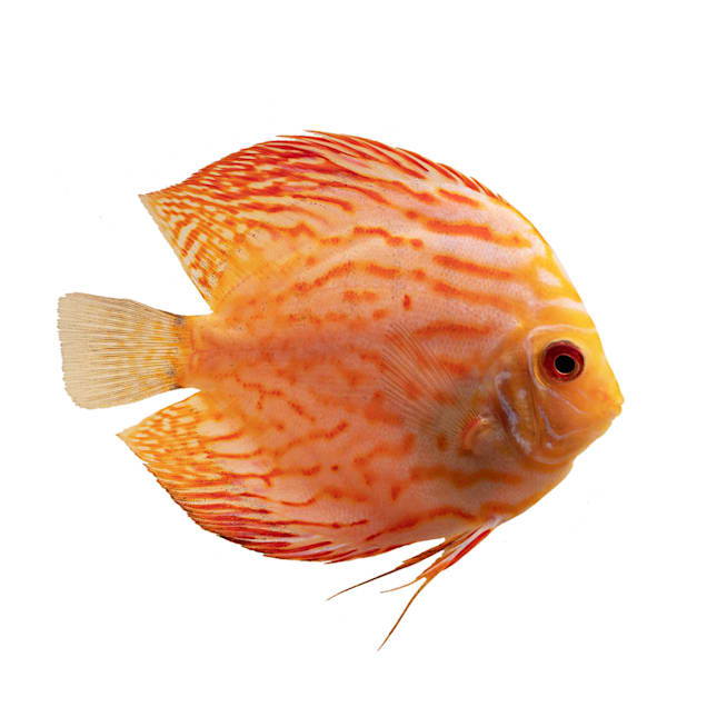 Freshwater discus fish for sale outlet
