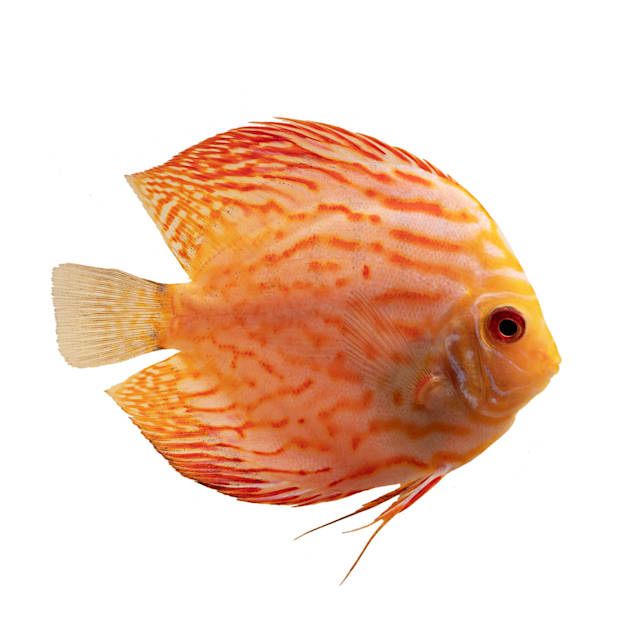 Freshwater discus discount fish for sale