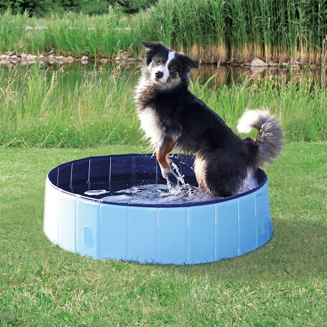 Dog splash pool 2025