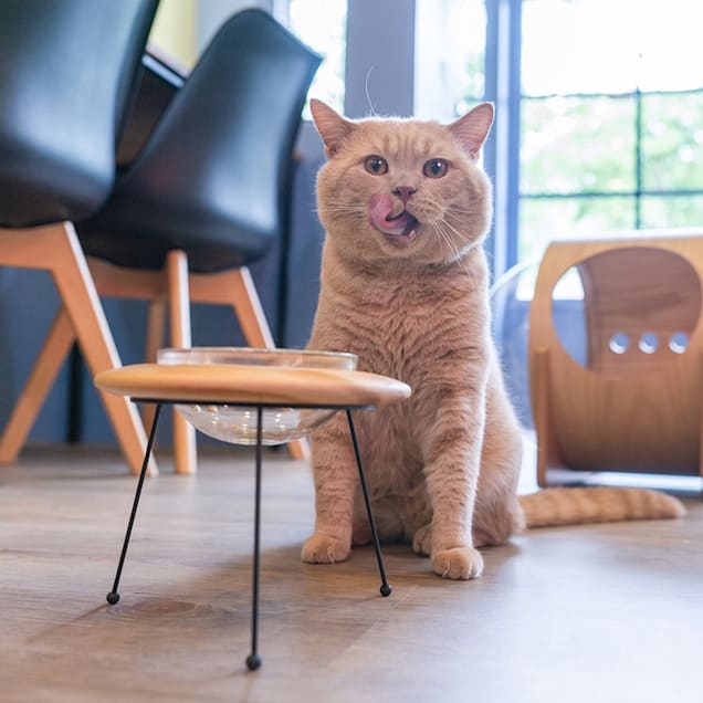 Cat feeder petco new arrivals