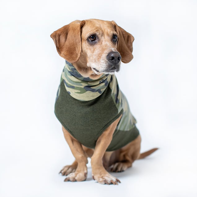 Dogs in turtlenecks clearance