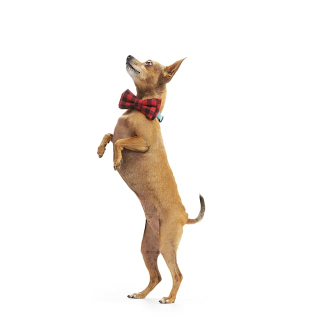Petco bow tie hotsell