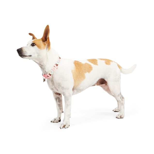 Donut print discount dog collar