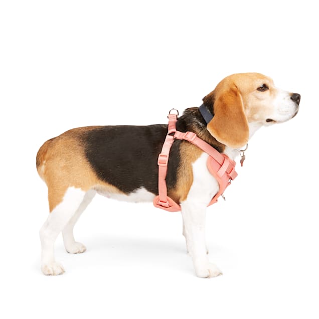 Walk n sync harness hot sale