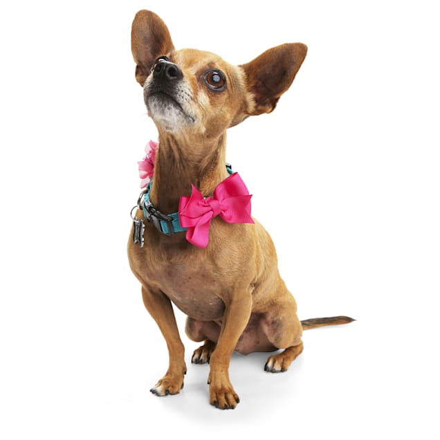 YOULY Pink Flower Bow for Dogs Pack of 2