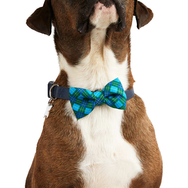 Dogs with bowties store
