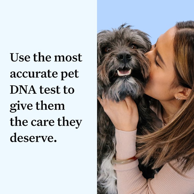 Wisdom panel health breed & health identification dog dna test kit clearance