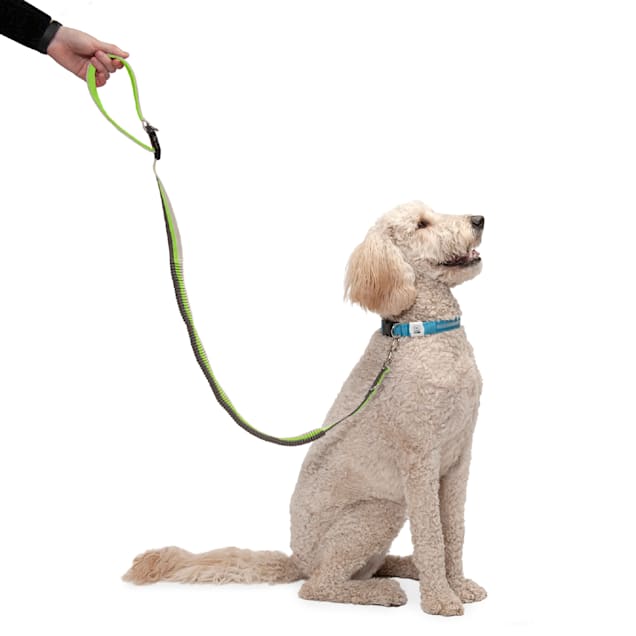Bungee dog leash online
