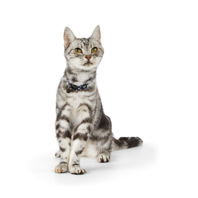 Petco cat sitting 2025