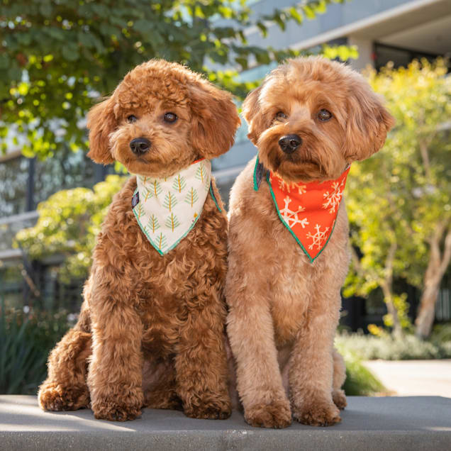 Long dog clothing co cheap
