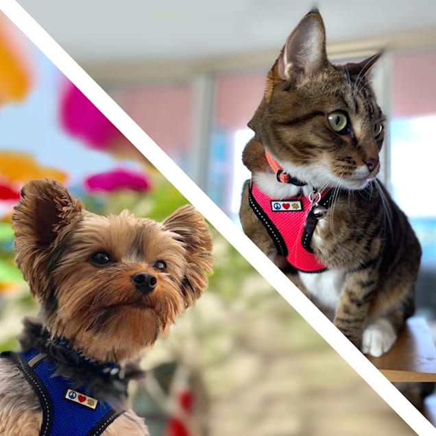 Pawtitas dog harness Clearance