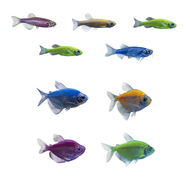 GloFish Aquarium Fish Tank Kits, Includes Fish Tank Decorations and LED  Lighting, Tetra Filter and Water Conditioner, 10 Gallon