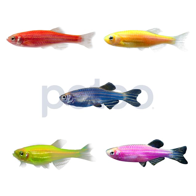 10 gallon hotsell glofish tank